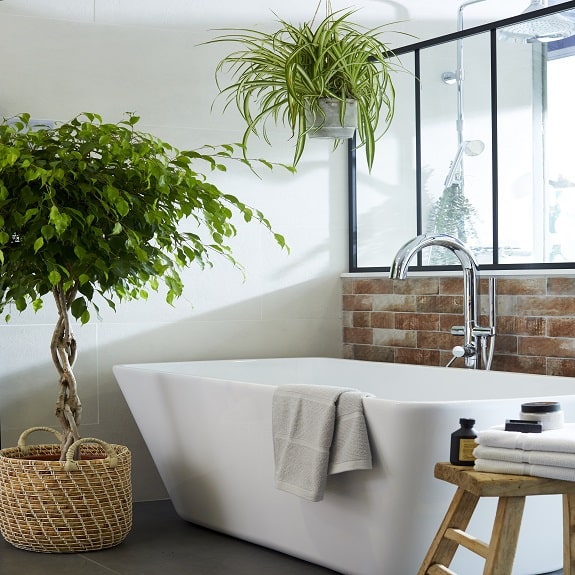 photo ficus installé à côté d’une baignoire et chlorophytum suspendu au-dessus d’une baignoire