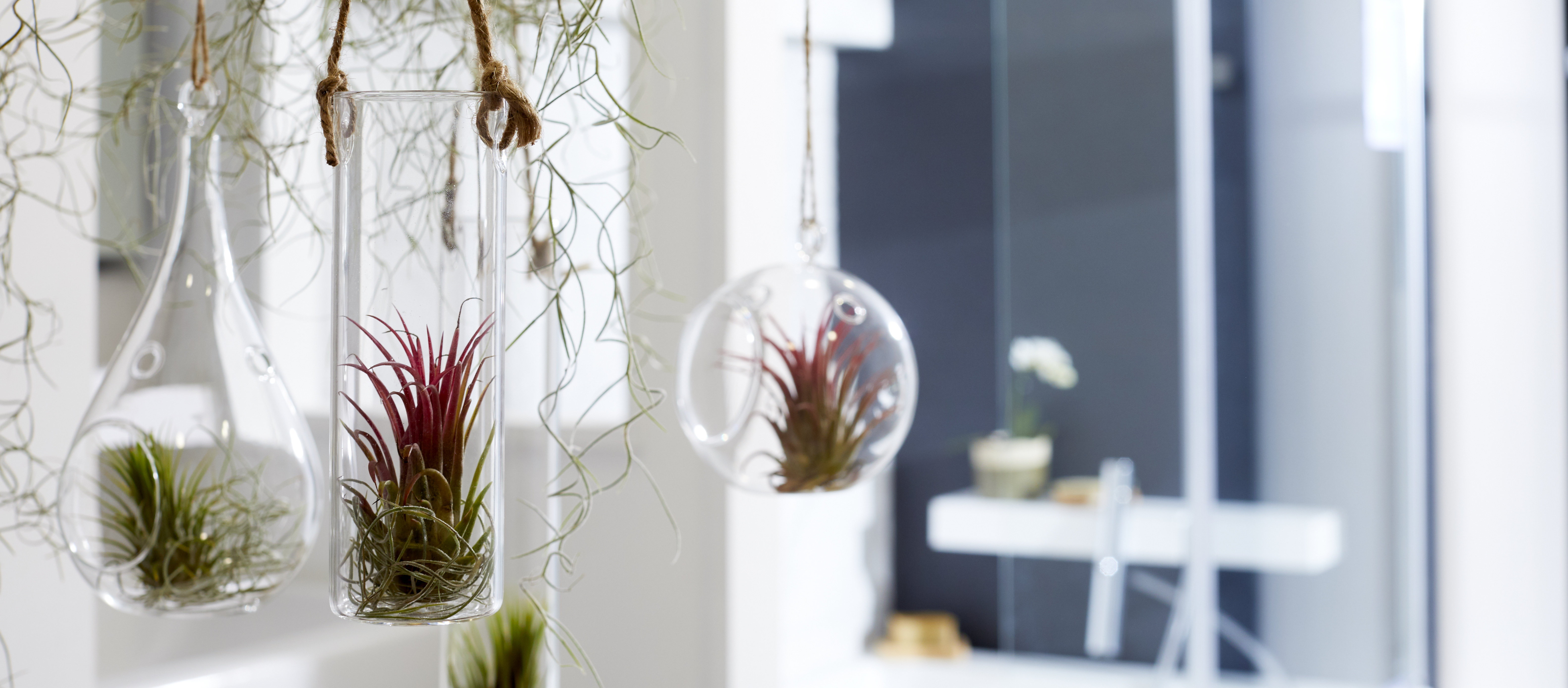 Plantes suspendues salle de bain