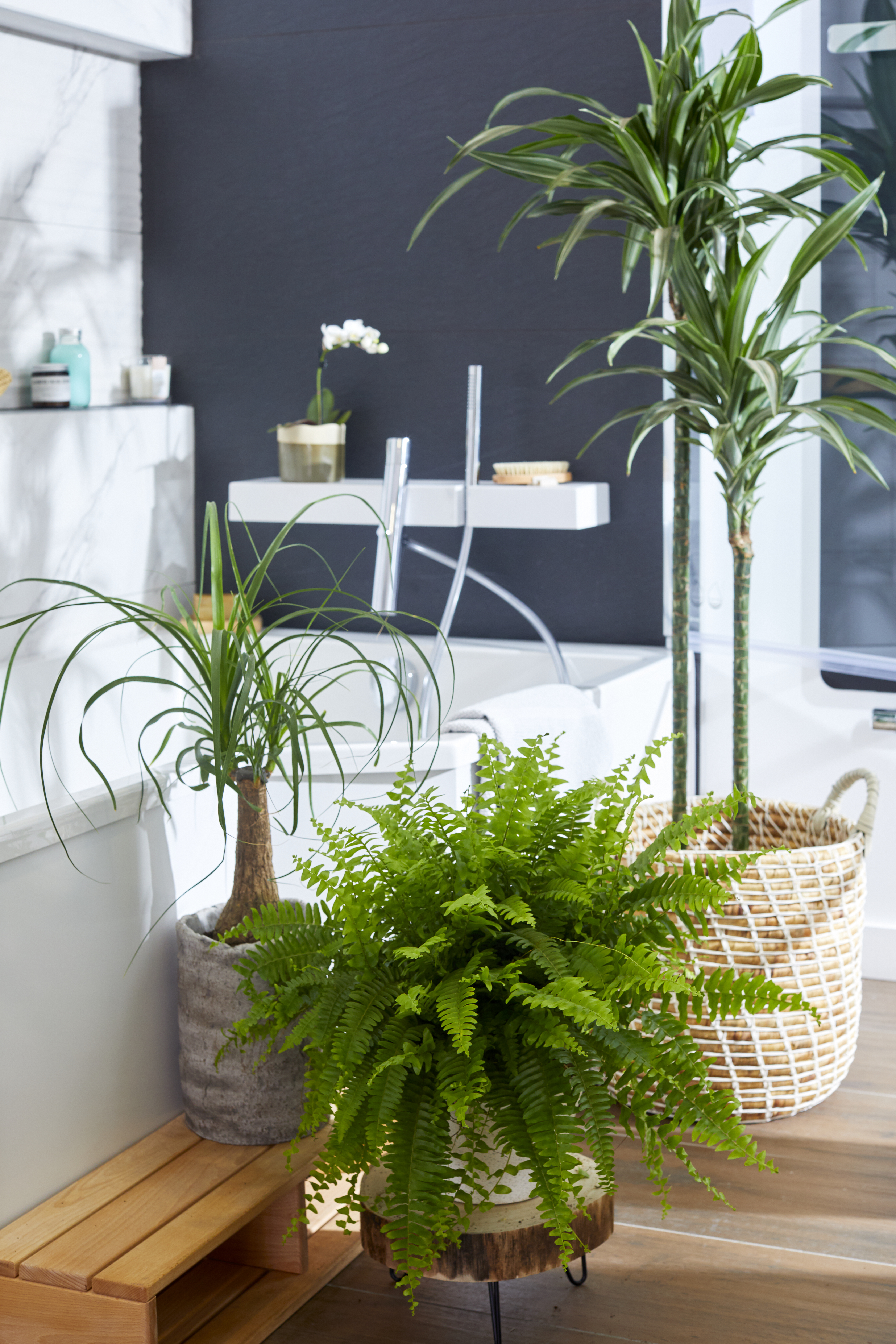 Plantes vertes posées sur une étagère dans une salle de bain carrelée blanche 