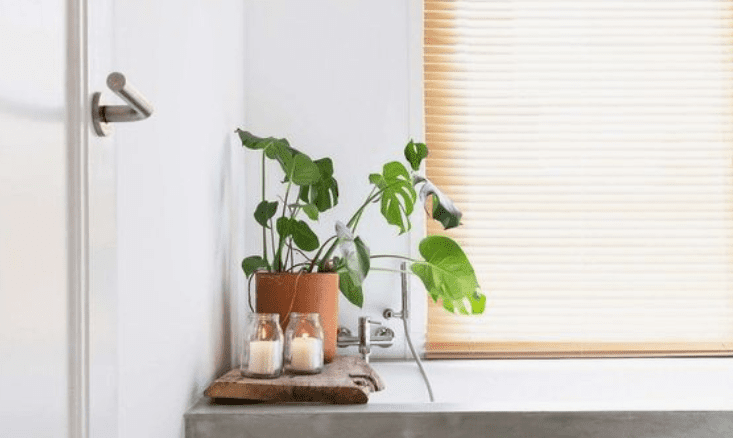 Bougies allumées, posées sur le bord d’une baignoire, à côté d’une plante verte.